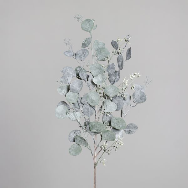 Eukalyptuszweig mit Knospen