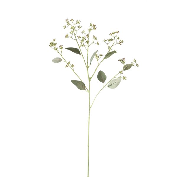 Zweig EUKALYPTUS mit Samen