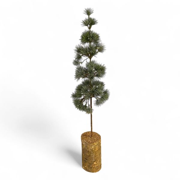 Zeder 60cm