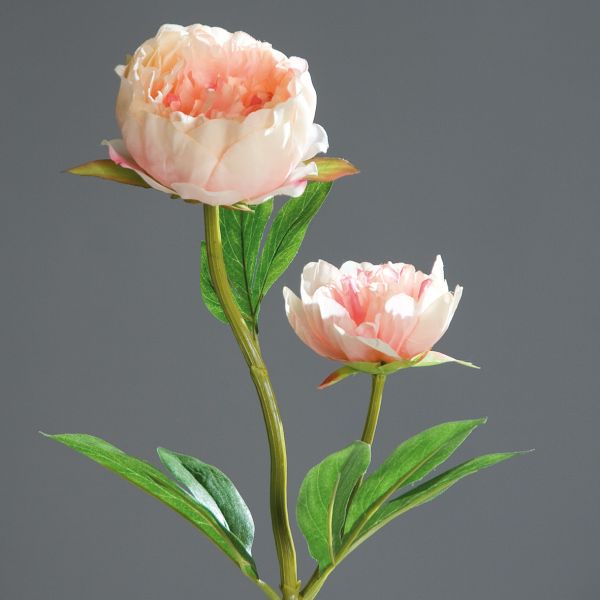 Pfingstrose 60 cm peach