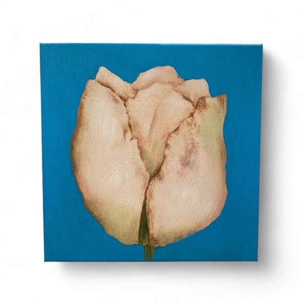 Bild TULPE hellblau/weiß