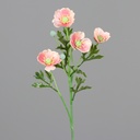 ANEMONE peach