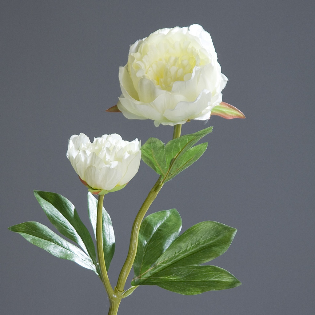 Pfingstrose cream 60cm