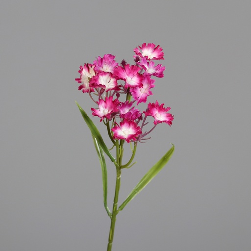 [P0015125] BARTNELKE fuchsia
